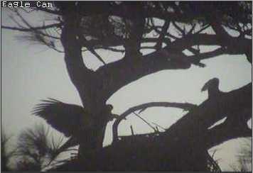 Cape Coral I eaglets