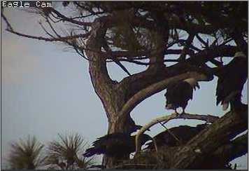 Cape Coral I eaglets