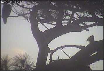 Cape Coral I eaglets