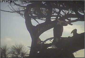 Cape Coral I eaglets