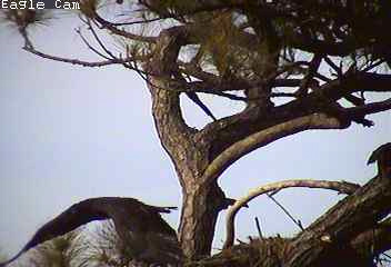 Cape Coral I eaglets