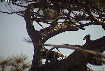 Cape Coral I eaglets