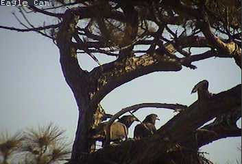 Cape Coral I eaglets