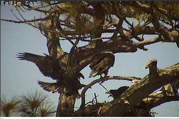 Cape Coral I eaglets