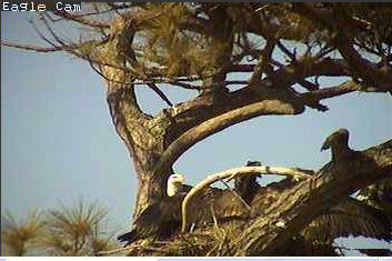 Cape Coral I eaglets