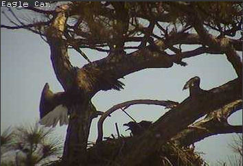 Cape Coral I eaglets