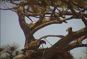 Cape Coral I eaglets