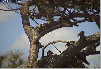 Cape Coral I eaglets