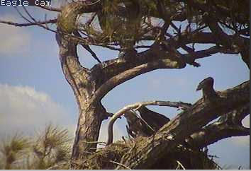 Cape Coral I eaglets