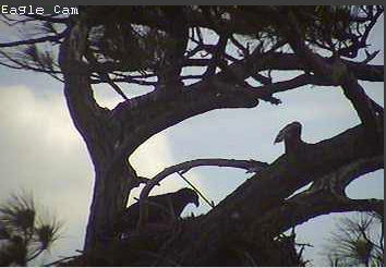 Cape Coral I eaglets