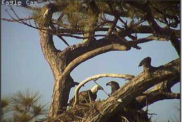 Cape Coral I eaglets