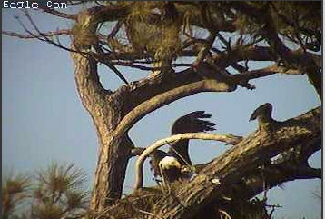Cape Coral I eaglets