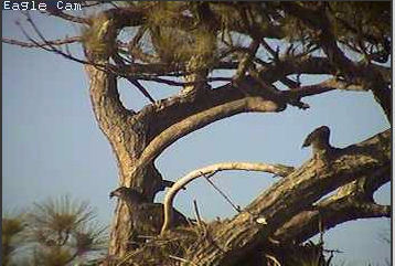 Cape Coral I eaglets