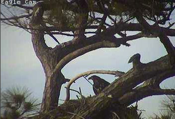 Cape Coral I eaglets