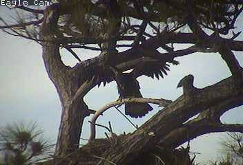 Cape Coral I eaglets