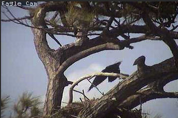 Cape Coral I eaglets