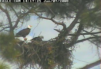 Cape Coral II parents