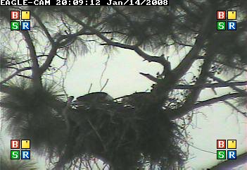 Cape Coral II feeding