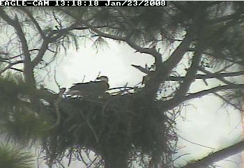 Cape Coral II eaglets