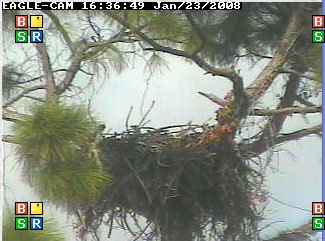 Cape Coral II eaglets