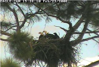 Cape Coral II eaglet