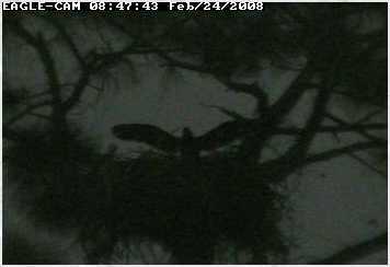 Cape Coral II eaglet