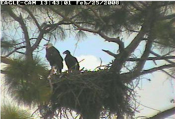 Cape Coral II eaglet