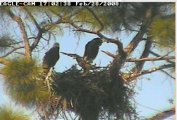 Cape Coral II eaglet