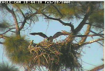 Cape Coral II eaglet