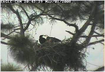 Cape Coral II eaglet