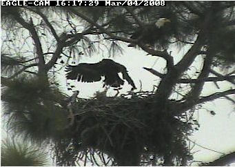 Cape Coral II eaglet