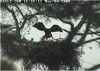 Cape Coral II eaglet