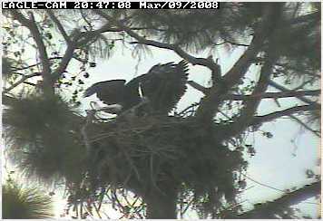 Cape Coral II eaglet