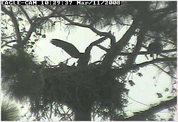 Cape Coral II eaglet