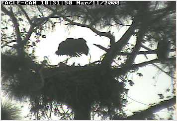 Cape Coral II eaglet