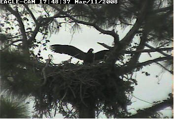 Cape Coral II eaglet