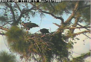 Cape Coral II eaglet