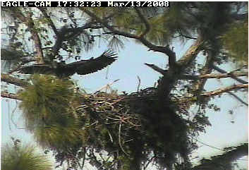 Cape Coral II eaglet