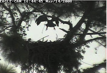 Cape Coral II eaglet