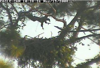 Cape Coral II eaglet