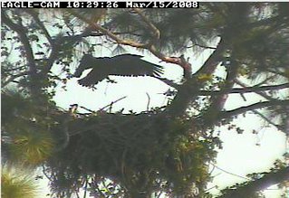 Cape Coral II eaglet
