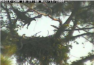 Cape Coral II eaglet