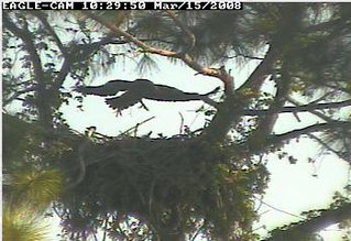 Cape Coral II eaglet