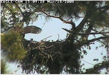 Cape Coral II eaglet