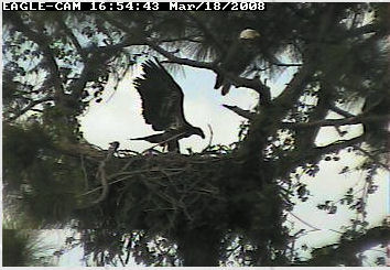 Cape Coral II eaglet