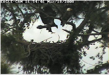 Cape Coral II eaglet