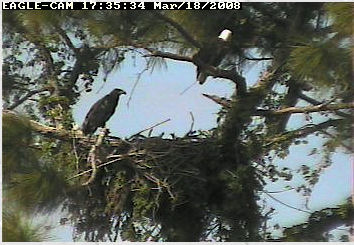 Cape Coral II eaglet
