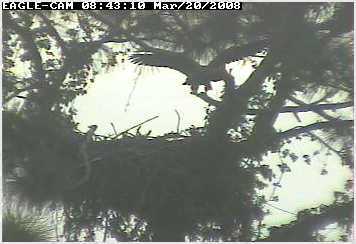 Cape Coral II eaglet