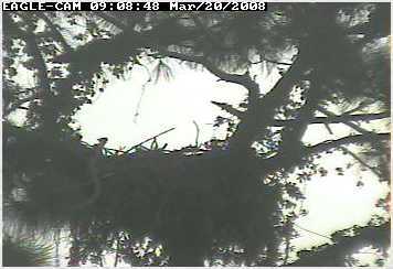 Cape Coral II eaglet