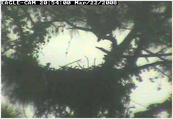 Cape Coral II eaglet